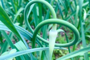 Garlic